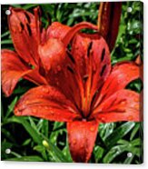 Red Asian Lily With Waterdrops Acrylic Print