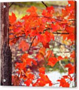 Red Autumn Leaves 3 Acrylic Print