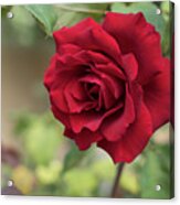 Red Beauty In The Garden Acrylic Print
