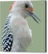 Red Bellied Woodpecker Acrylic Print