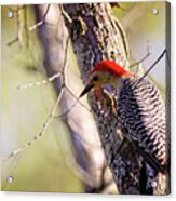 Red-bellied Woodpecker Acrylic Print