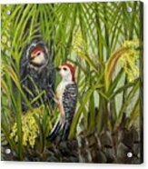 Red Bellied Woodpeckers Acrylic Print