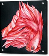 Red Betta Fighting Fish Acrylic Print