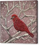 Winter Red Bird Acrylic Print