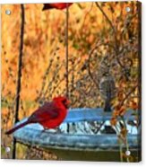 Red Bird Morning Acrylic Print