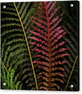 Red Brazilian Tree Fern Leaves - Dark Tropics 1 Acrylic Print