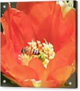 Red Cactus Flower With Bee Super Macro Acrylic Print