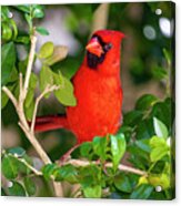 Red Cardinal Perched Acrylic Print