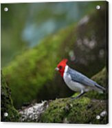 Red Crested Cardinal Acrylic Print
