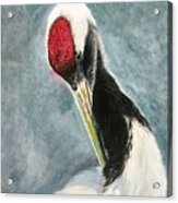 Red-crown Crane - 2 Leisurely Acrylic Print