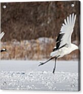 Red-crowned Cranes Takeoff Acrylic Print