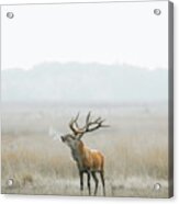 Red Deer On A Cold Foggy Morning. Acrylic Print