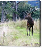 Red Deer Stag - Peat Stained After Wallowing Acrylic Print
