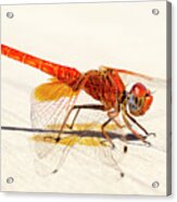 Red Dragonfly 04 Acrylic Print