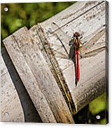 Red Dragonfly Acrylic Print