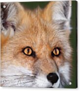 Red Fox Portrait Wildlife Rescue Acrylic Print