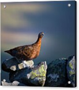 Red Grouse On A Dry Stone Wall Beside The Pennine Way Acrylic Print