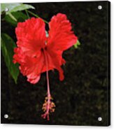 Red Hibiscus In Costa Rica Acrylic Print