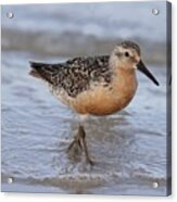 Red Knot Acrylic Print