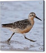 Red Knot On The Run Acrylic Print