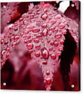 Red Leaf With Raindrops - Ketchikan, Alaska Acrylic Print