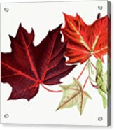 Red Maple Leaves Acrylic Print