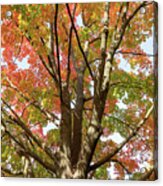 Red Oak Tree Acrylic Print