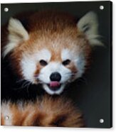 Red Panda Tongue Out Acrylic Print
