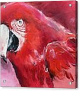 Red Parrot Acrylic Print
