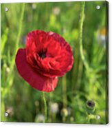 Red Poppy And Green Summer Meadow Acrylic Print