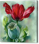 Red Poppy And Seed Pod Acrylic Print