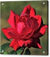 Red Rose And Dew Acrylic Print