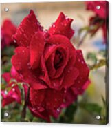 Red Rose And Sparkling Water Pearls By The Pool Acrylic Print
