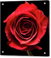 Red Rose Flower Isolated On Black Background Acrylic Print
