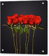 Red Roses Acrylic Print