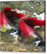 Red Salmon Couple Acrylic Print