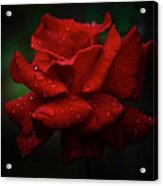 Red September 2021 Rose In The Rain Acrylic Print