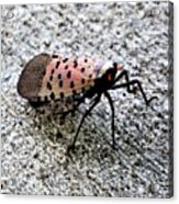 Red Spotted Lanternfly Closeup Acrylic Print
