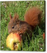Red Squirrel Eating An Apple Close Up Acrylic Print