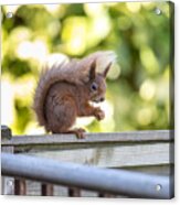 Red Squirrel With Hazelnuts Acrylic Print