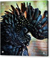 Red Tailed Black Cockatoo Crest Acrylic Print