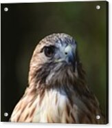 Red Tailed Hawk 626 Acrylic Print