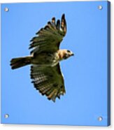 Red-tailed Hawk #8753 Acrylic Print
