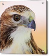 Red-tailed Hawk Portrait Acrylic Print