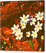 First Wood Anemones Of Spring Acrylic Print