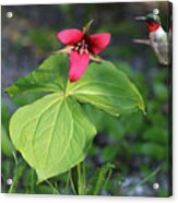 Red Trillium And Hummingbird Acrylic Print