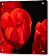 Red Tulips Acrylic Print