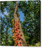 Red Vine On Oak Tree Acrylic Print