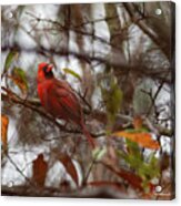 Redbird Acrylic Print