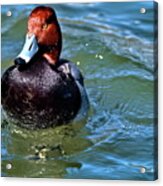 Redhead Duck Acrylic Print